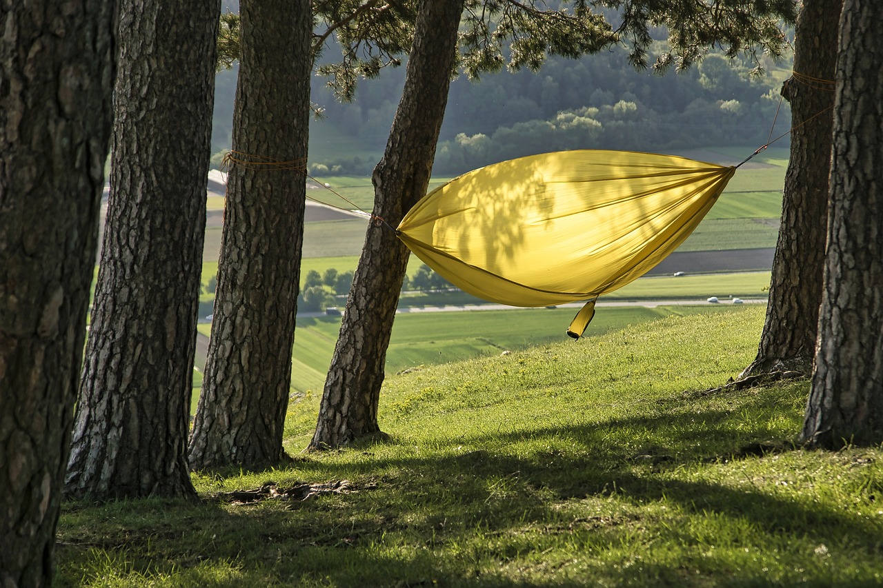 forest, hammock, trees