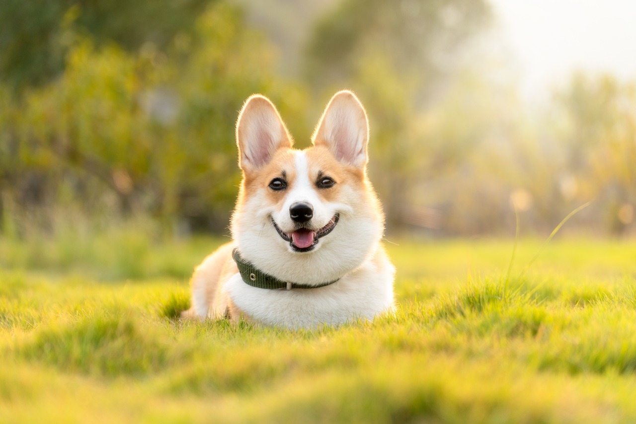 dog, corgi, cute