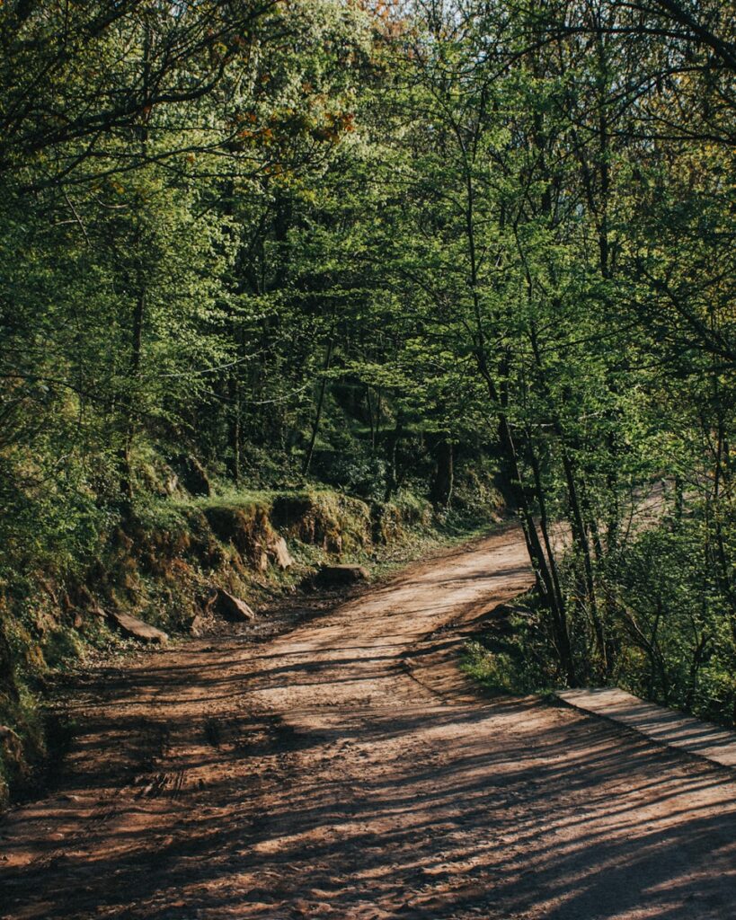 a dirt road in the middle of a forest