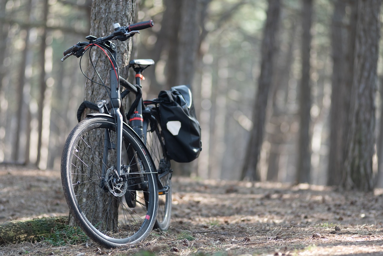 bicycle, tree, forest