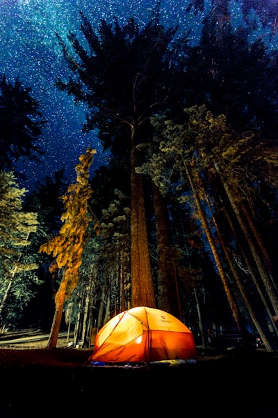 camping in forest during nightime